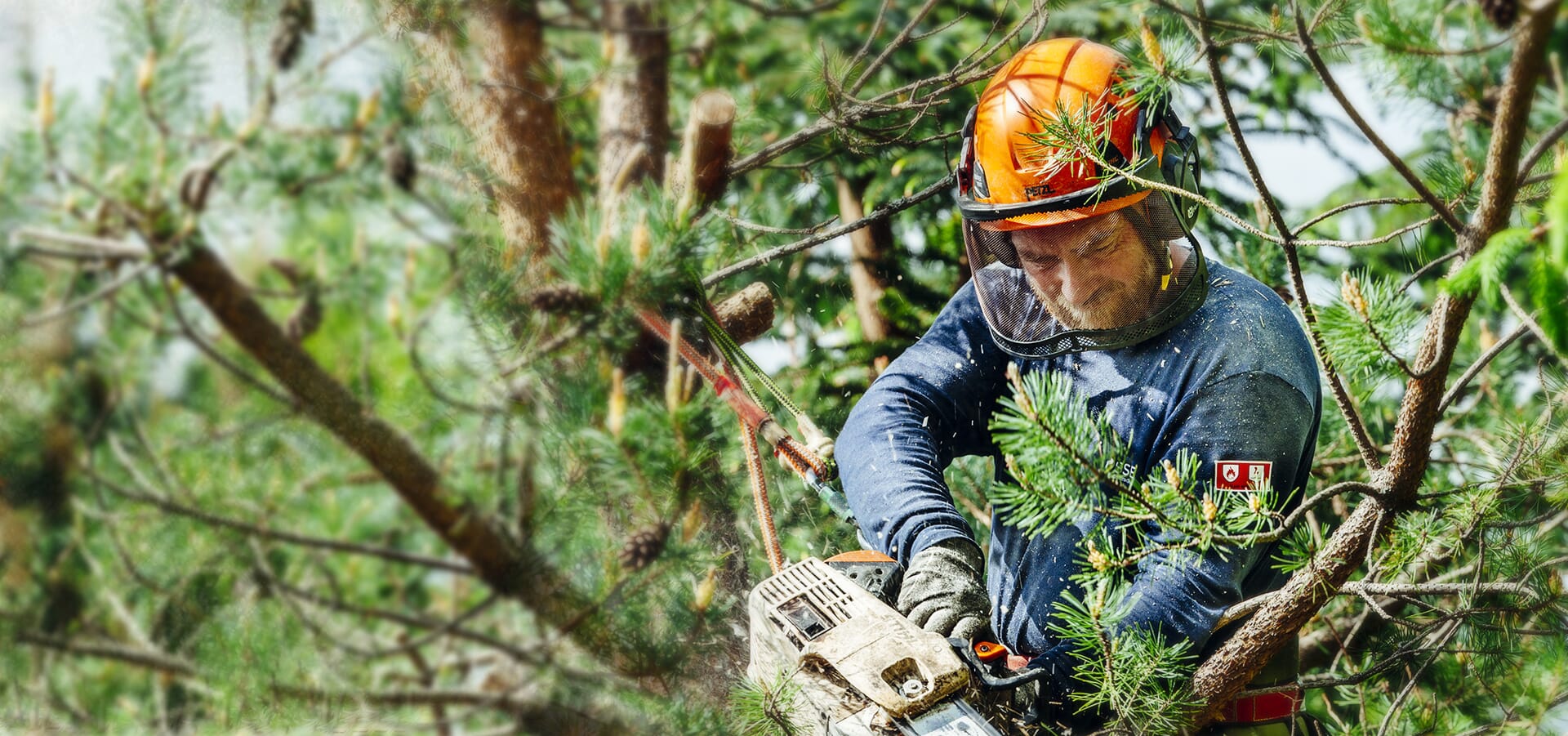arborista pakalpojumi